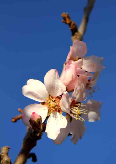 almond blossom (12)